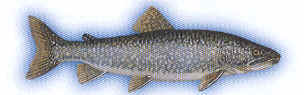 Lake Trout