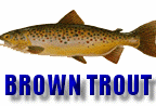 Trik Sea Charters - Trophy Great Lakes Fishing!